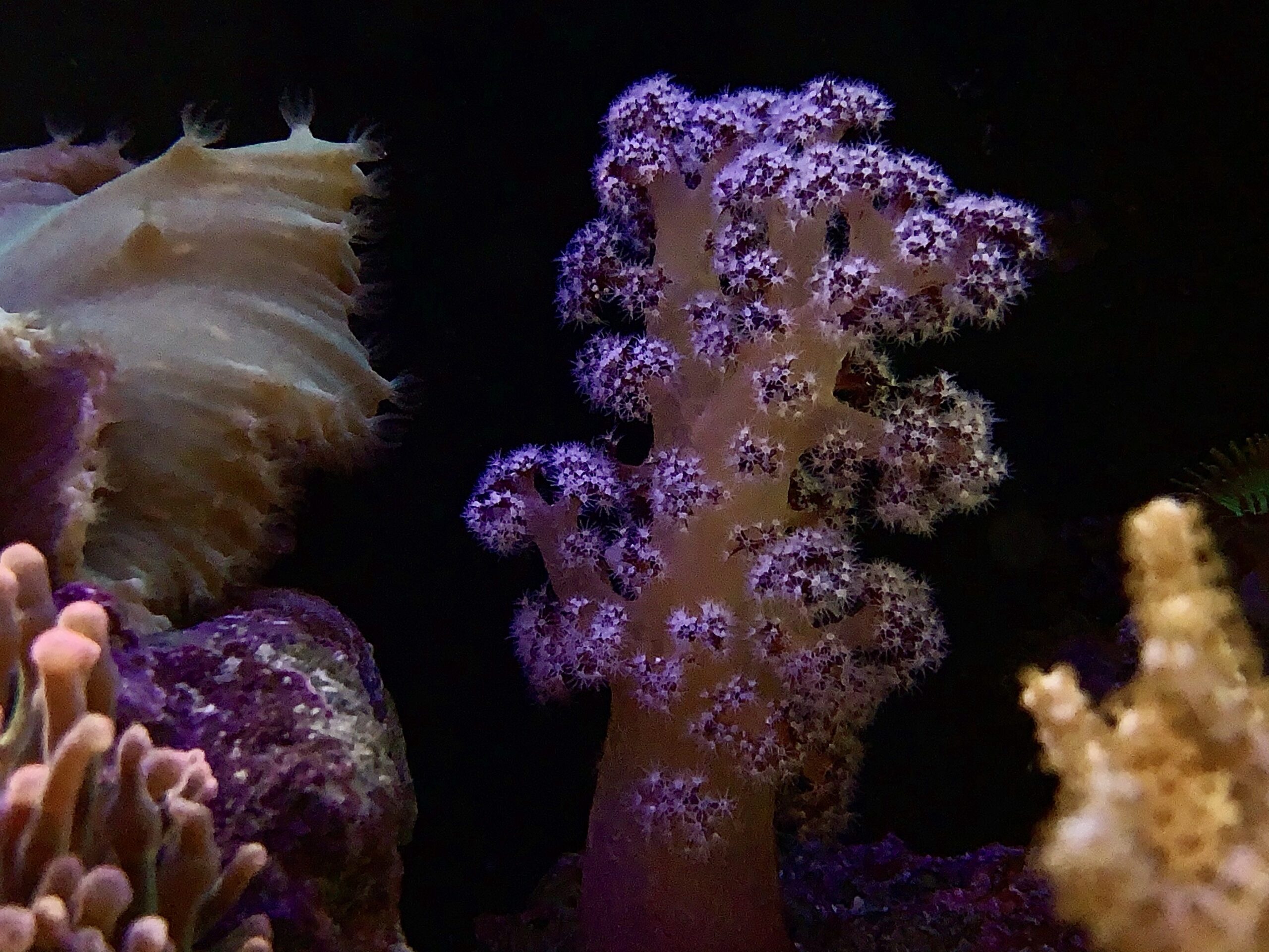 Coral group. Дендронефтия коралл. Dendronephthya SP. Красное море кораллы дендронефтии. Коралловые полипы представители.